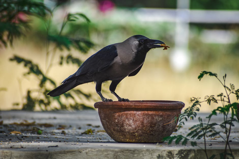 A striking crow perched on a clay bowl, highlighting its elegant black plumage in a natural setting.
