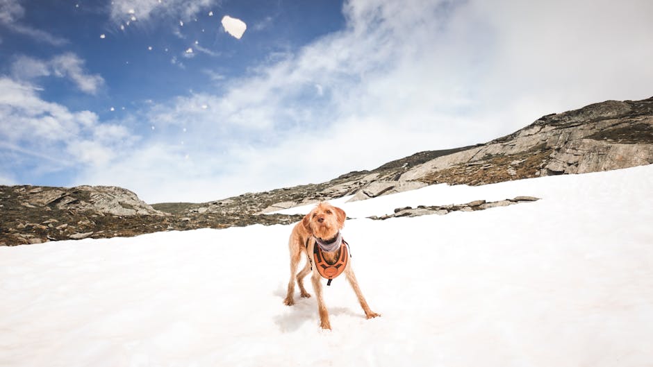 Wirehaired vizsla playing in snow against a rocky backdrop, showcasing the winter adventure spirit.