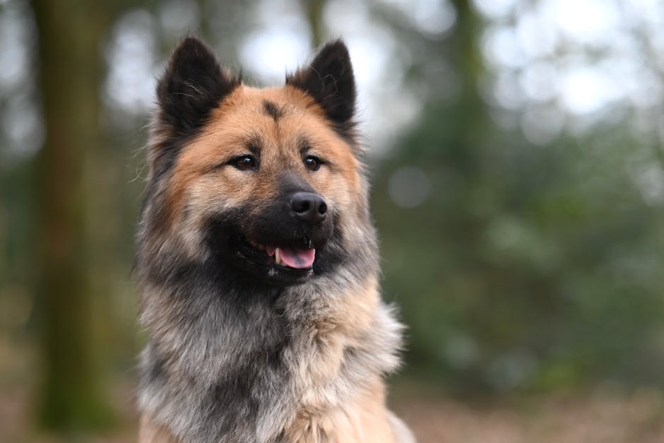 Best Dog Food for German Shepherds: Complete Nutrition Guide