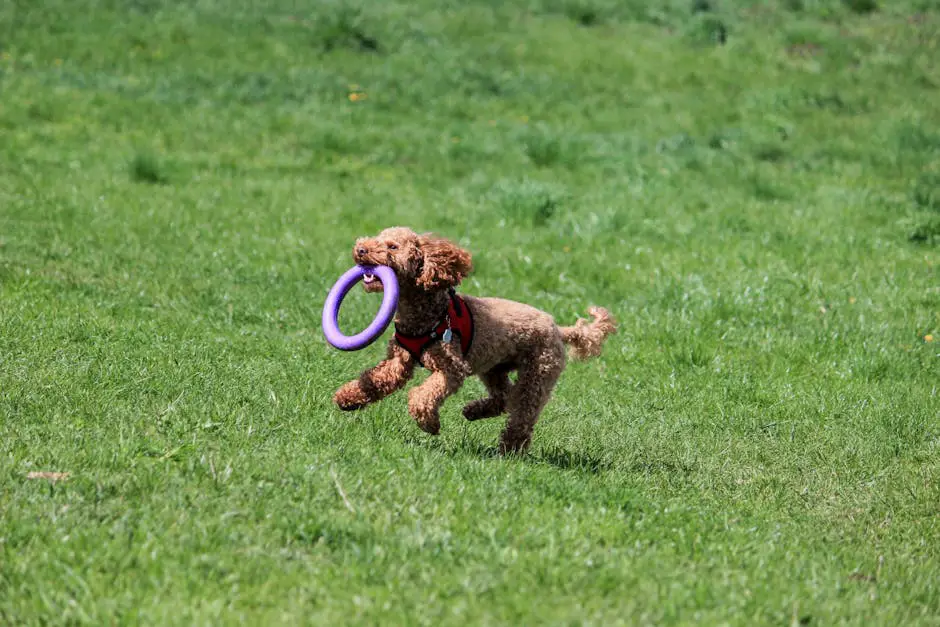 Best Dog Toys 2026: 20 Picks for Every Play Style