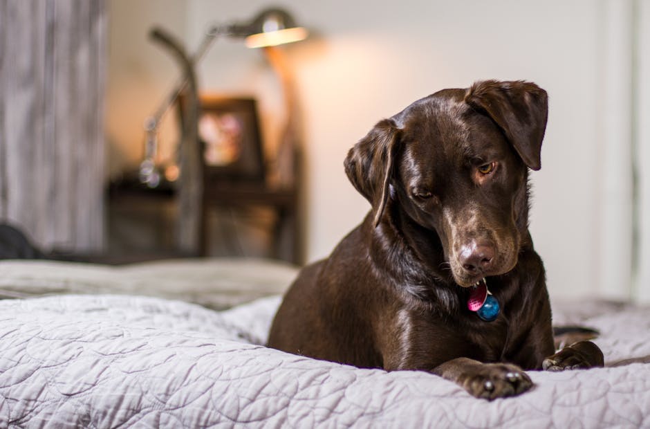 Cute chocolate labrador lying on a bed indoors, looking curious.