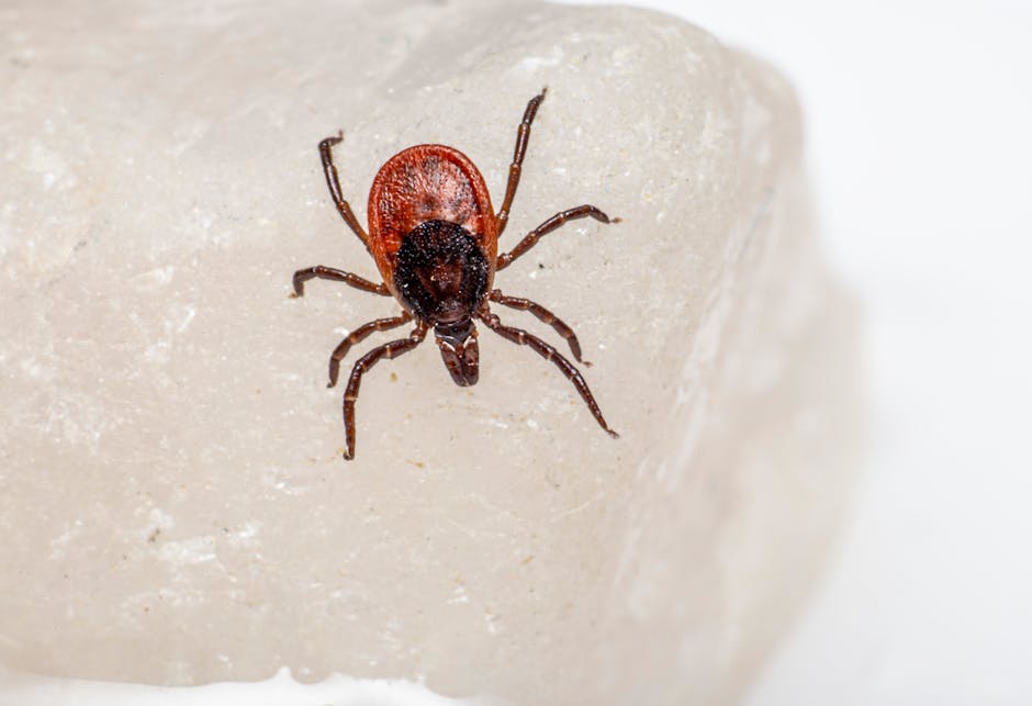 Macro shot of a castor bean tick (Ixodes ricinus) crawling on a white surface.