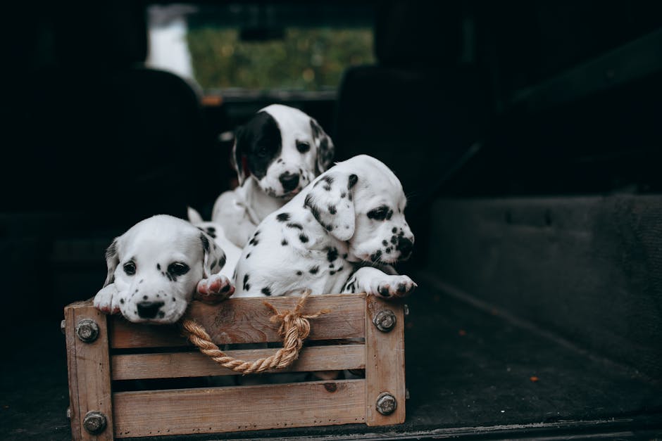 Three Dalmatian puppies sitting in a wooden crate inside a vehicle, showcasing their playful and curious nature.