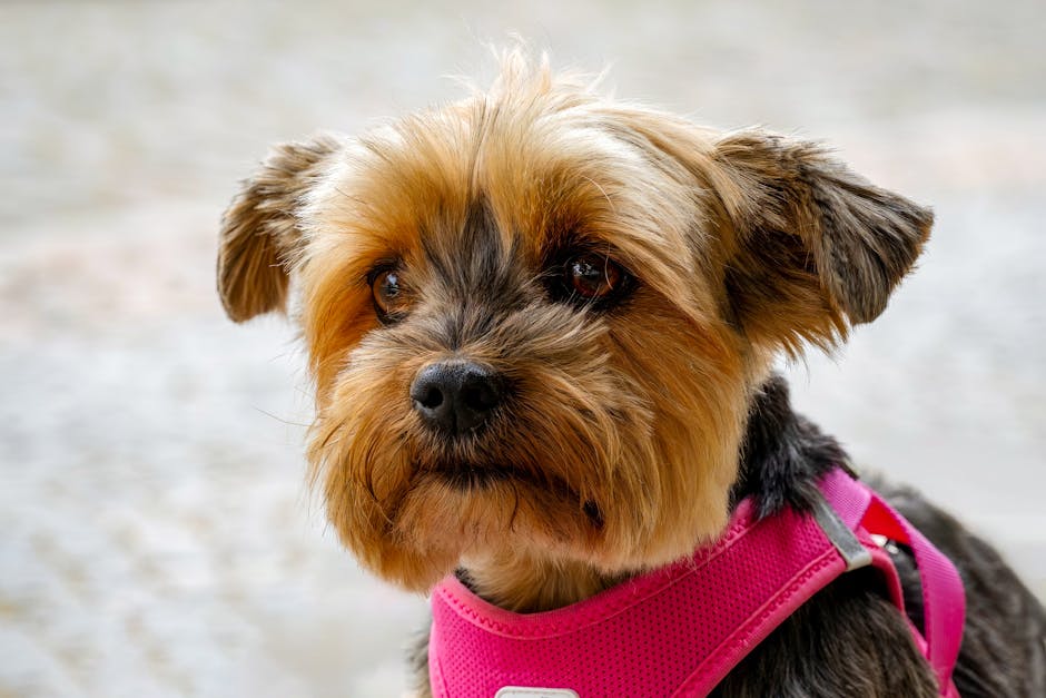 Charming portrait of a Yorkshire Terrier wearing a vibrant pink harness, exuding cuteness and personality.
