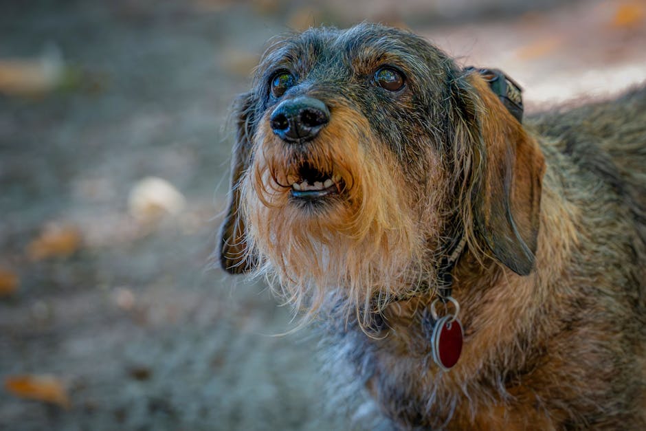 Charming portrait of a wire-haired dachshund with a curious expression and distinctive fluffy ears.
