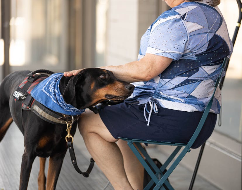 A senior woman is sitting outdoors with her attentive therapy dog. The dog wears a service vest and blue bandana.