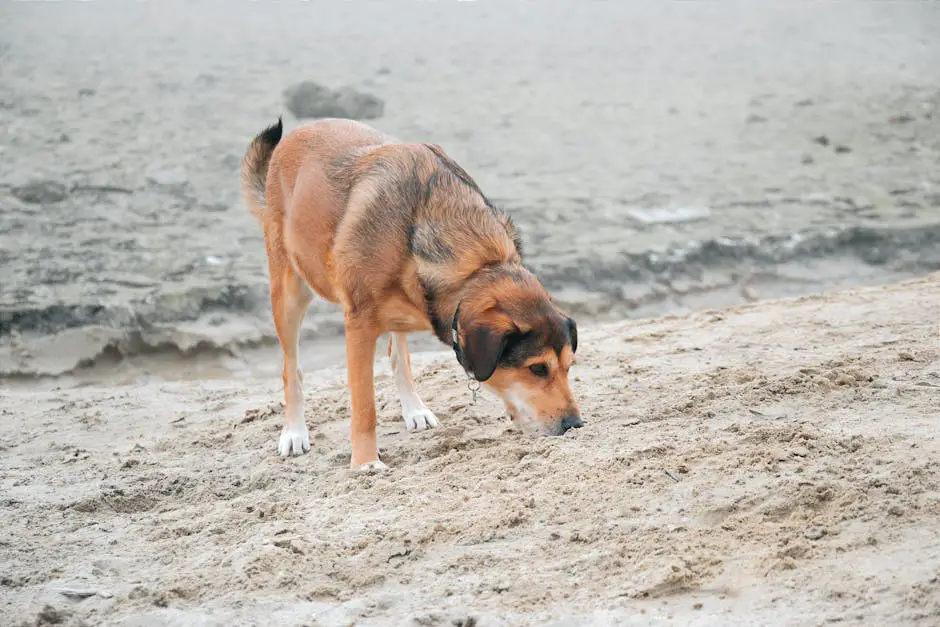 A brown dog explores the sandy ground in an outdoor setting in Hungary.