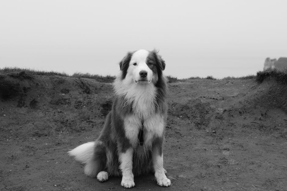 A Border Collie sits outdoors, captured in a serene black and white photograph.