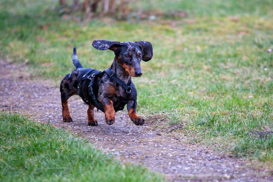 A dachshund dog wearing a harness runs energetically on a grassy path during spring.