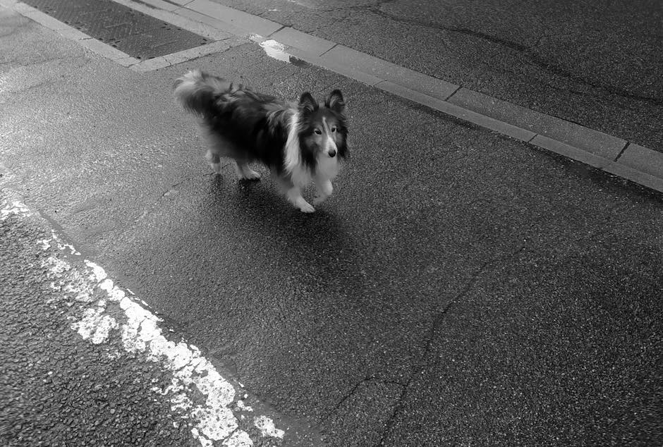 A Shetland Sheepdog standing on a wet street in France, captured in black and white.