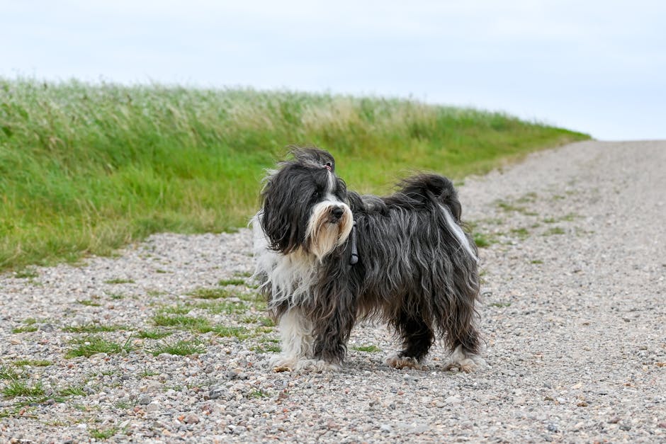 A Tibetan Terrier standing on a quiet rural path under a cloudy sky.