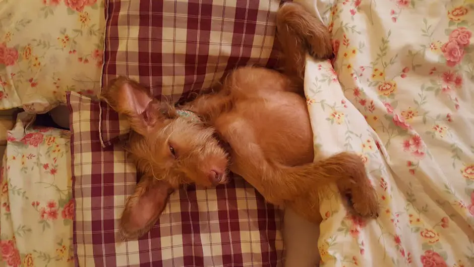 Best Dog Beds 2026: Top Picks for Every Size and Sleeping Style