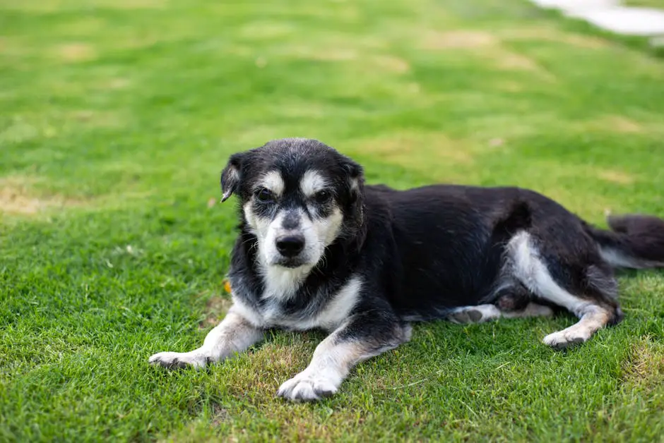 Senior Dog Care: Everything You Need to Know