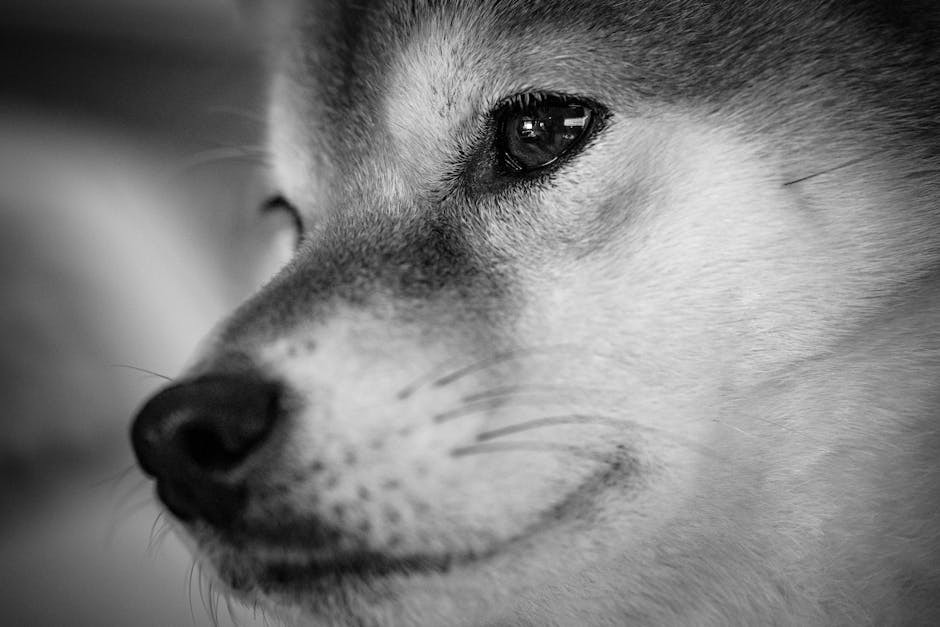 Artistic black and white close-up of a Shiba Inu dog's face, showcasing texture and expression.