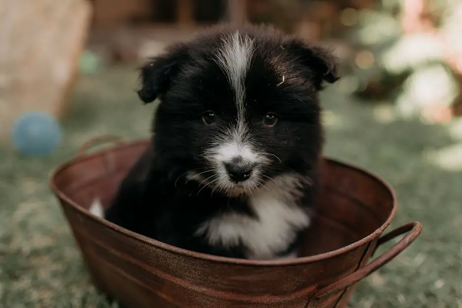 Best Dog Breeds for First-Time Owners: 12 Easy-to-Love Dogs for 2026