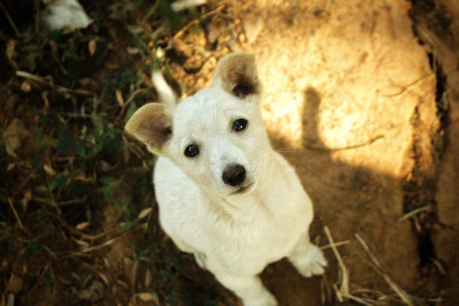 Cute white puppy looking up, captured outdoors in India.
