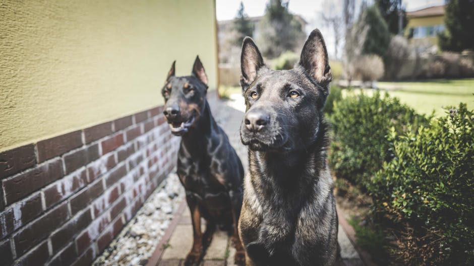 Two attentive Doberman and Malinois dogs sitting by a house in Slovakia.