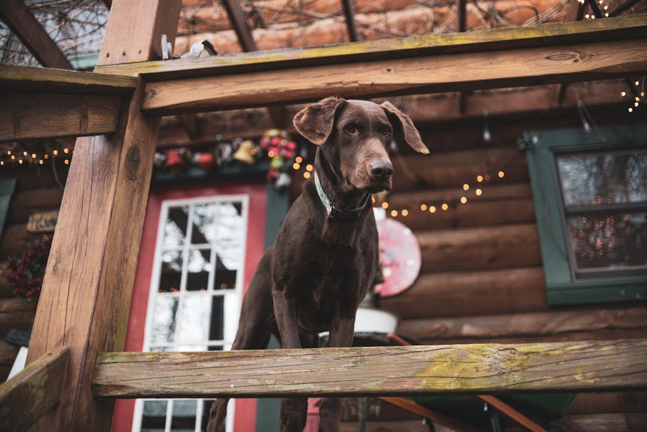 A brown Labrador stands on a wooden railing at a cozy cabin, emitting a warm and homely vibe.