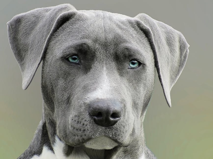 High-resolution close-up portrait of a gray dog with striking blue eyes, capturing elegant features.
