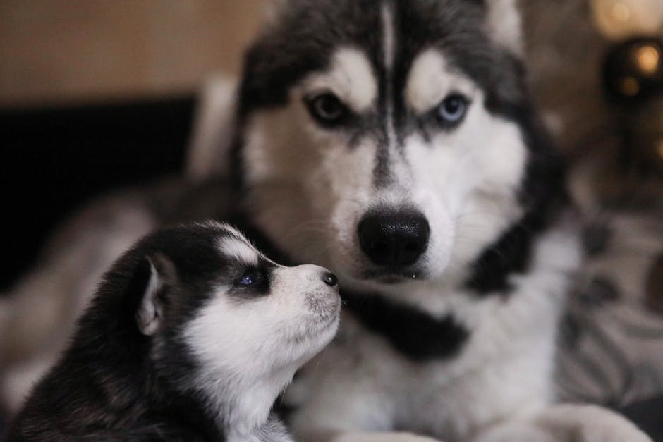 Adorable Siberian Husky puppy and adult dog in a close-up portrait, showcasing their cute furry features.