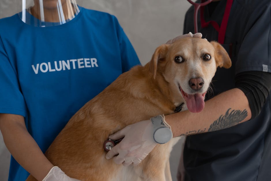 Best Pet Insurance for Dogs: Complete Comparison Guide 2026