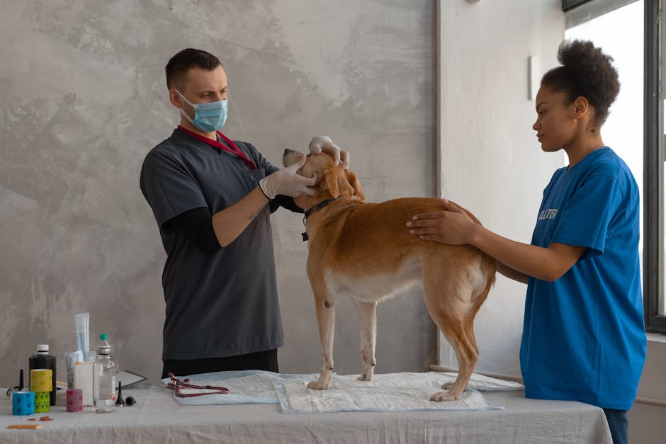 Veterinarian examines a dog assisted by a professional in a clinic setting.