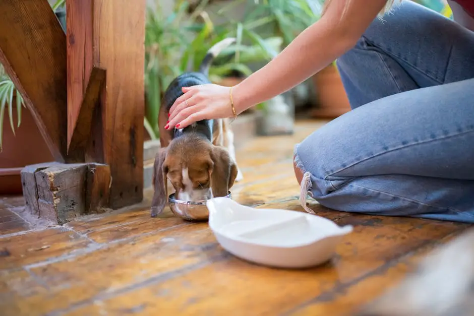 Best Dog Food for Beagles: Nutrition Guide for 2026