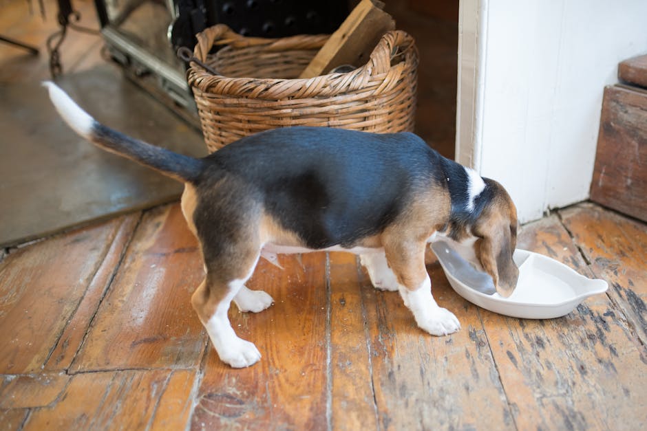 Adorable beagle puppy enjoying a meal indoors by a wicker basket in a cozy home setting.
