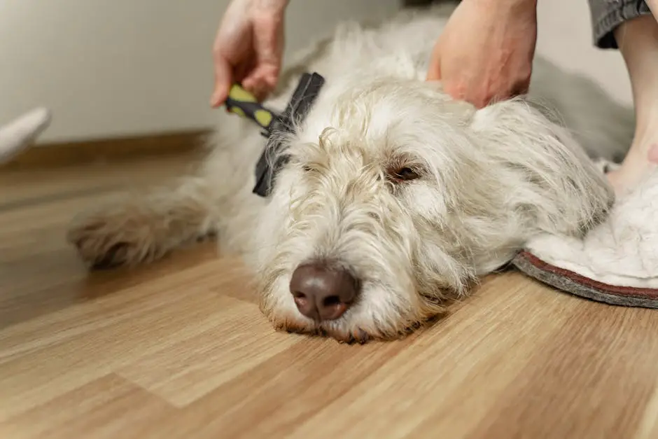 Dog being groomed at home - brushing a fluffy white dog on a wooden floor