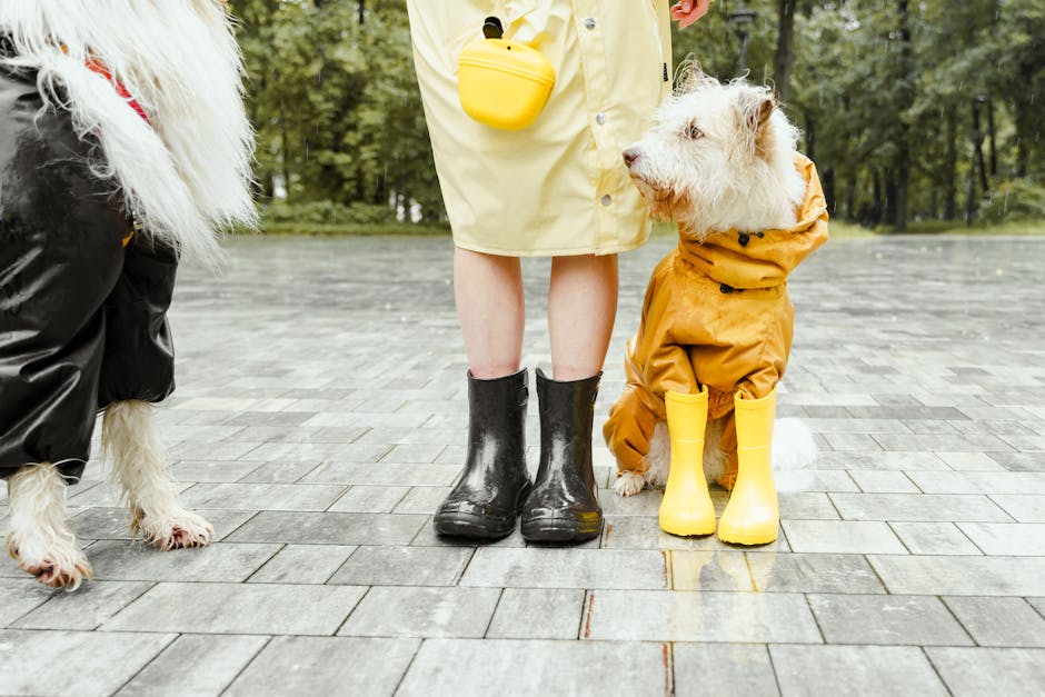 Two dogs in raincoats and an owner with rain boots stand on wet pavement.