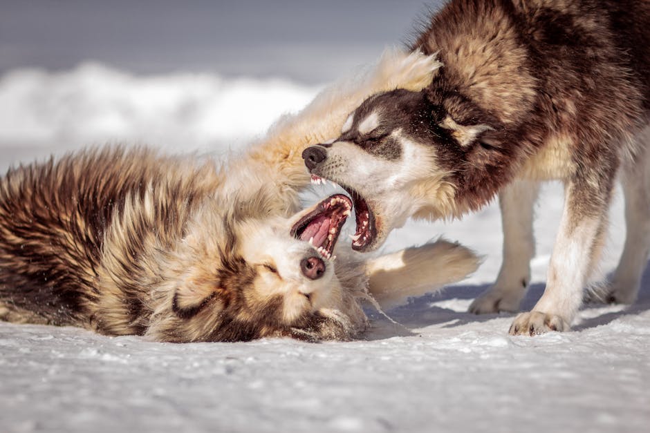 Two Siberian Huskies playing energetically in snowy outdoor terrain.