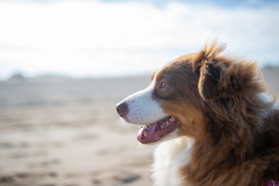 Close-up of Australian Shepherd dog on a beach, enjoying the outdoors.