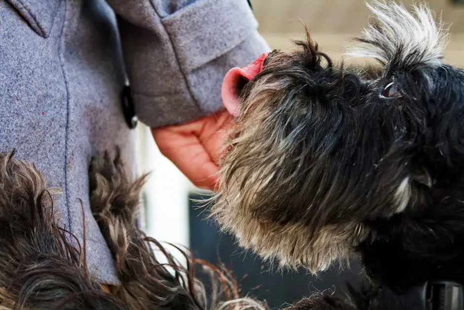 A close-up of a Schnauzer dog being petted with affection outdoors. Focus on dog's face and owner's hand.