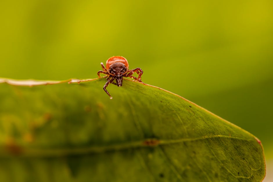 Macro shot of a tick on a green leaf, showcasing its detail and natural habitat.