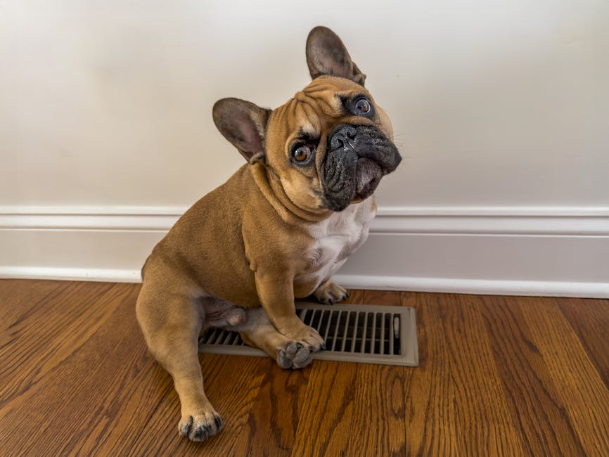 Adorable French Bulldog enjoying warmth from a vent on a cold day indoors.