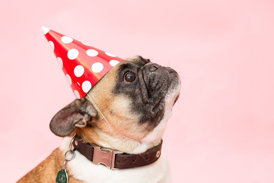 Adorable French Bulldog wearing a party hat against a pink background.
