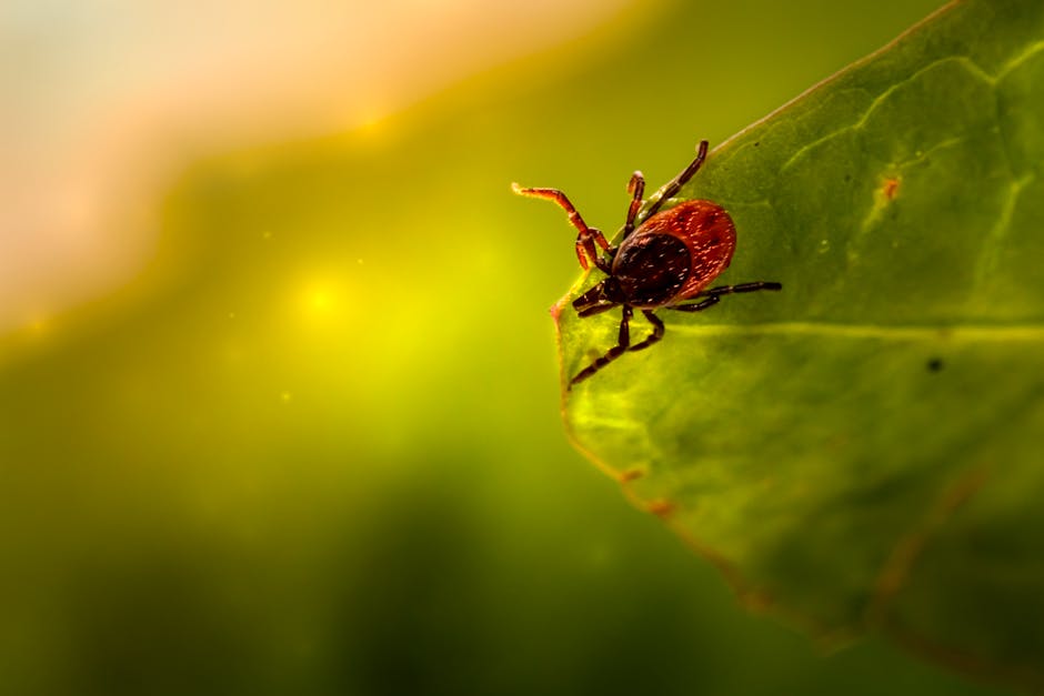 Close-up shot of a tick on a green leaf with blurred background, showcasing macro details.