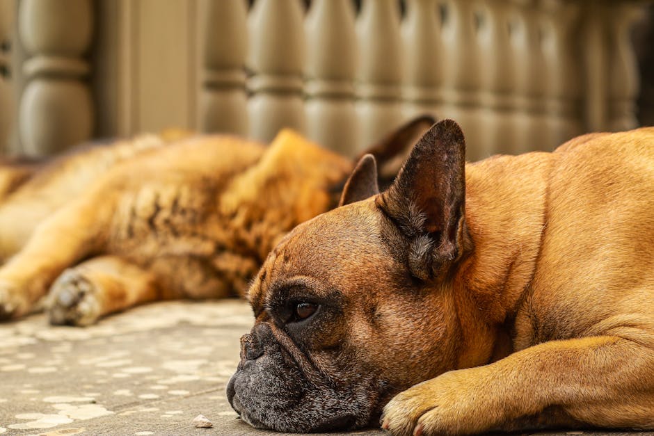 Brown French bulldog lying down tired on a balcony, peaceful pet moment.