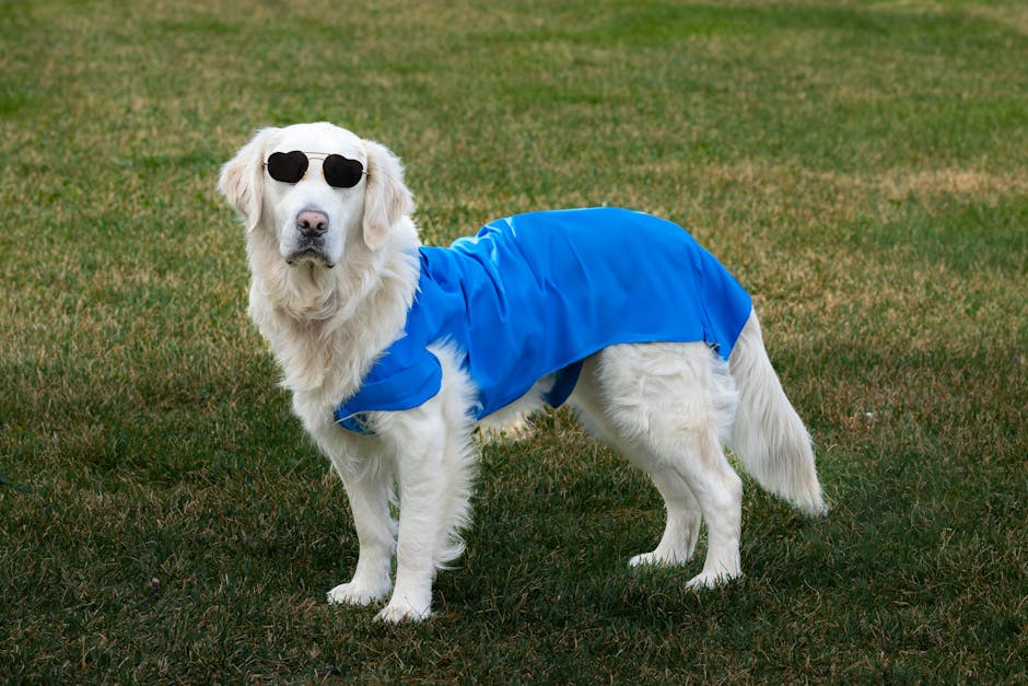 Golden Retriever in sunglasses and a blue cloak on grass. Perfect for fashion and pet themes.