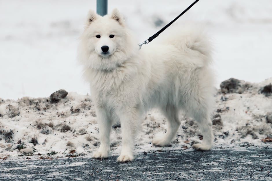 A fluffy Samoyed dog standing on snowy ground in Jönköping, Sweden on a winter day.