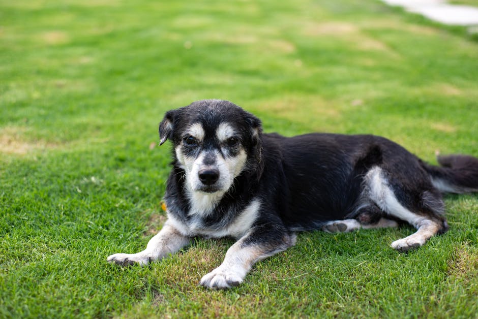 Elderly black and white dog resting outdoors on freshly cut grass.