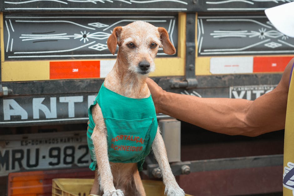 Adorable dog wearing a green vest at an outdoor market in Espírito Santo, Brazil.