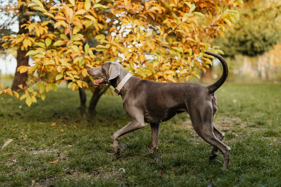 A Weimaraner dog walking on grass with autumn leaves in the background.