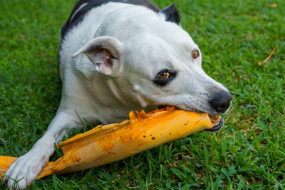 Close-up of a playful dog biting a banana tree stalk on grassy lawn outdoors.
