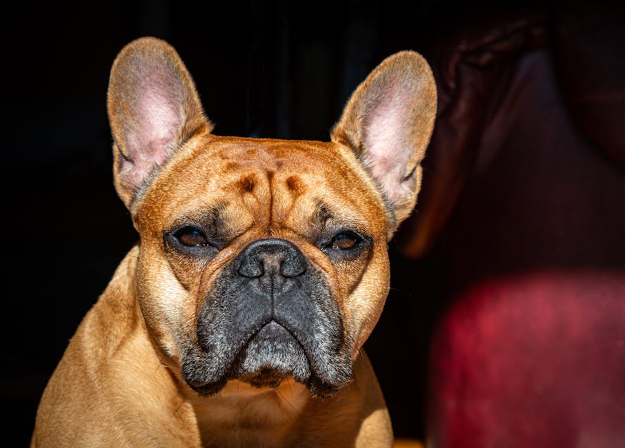 Portrait of a French Bulldog with attentive gaze, highlighted by natural light against a dark background.