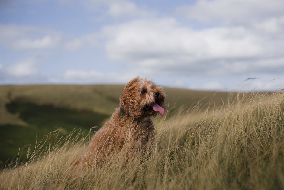 Charming cockapoo dog enjoying a sunny day in a grassy field. Perfect pet photography.