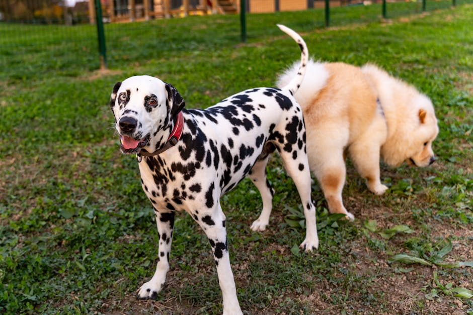 Dalmatian and Chow Chow dogs playing outside on grassy field in Garešnica, Croatia.