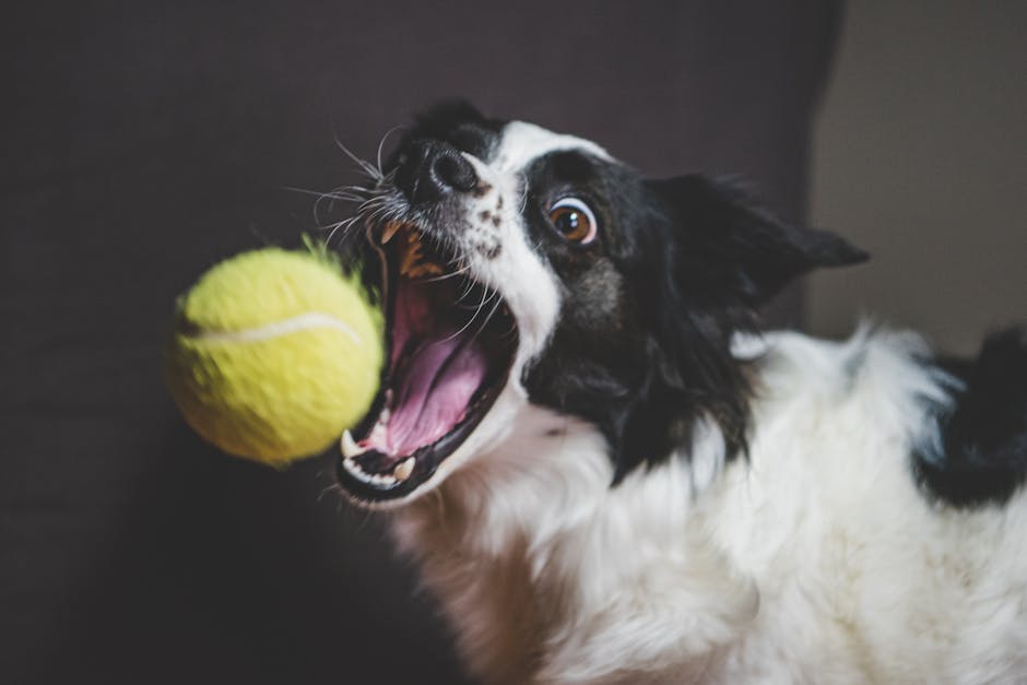 Dynamic photo of a Border Collie eagerly catching a tennis ball in mid-air.