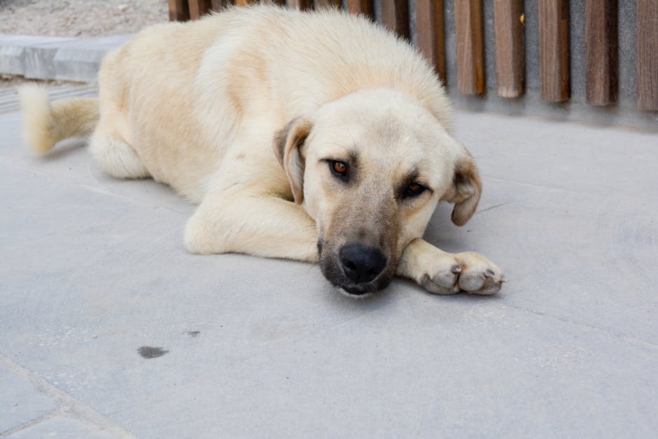 A calm Kangal dog, native to Türkiye, is resting outdoors on a concrete surface.