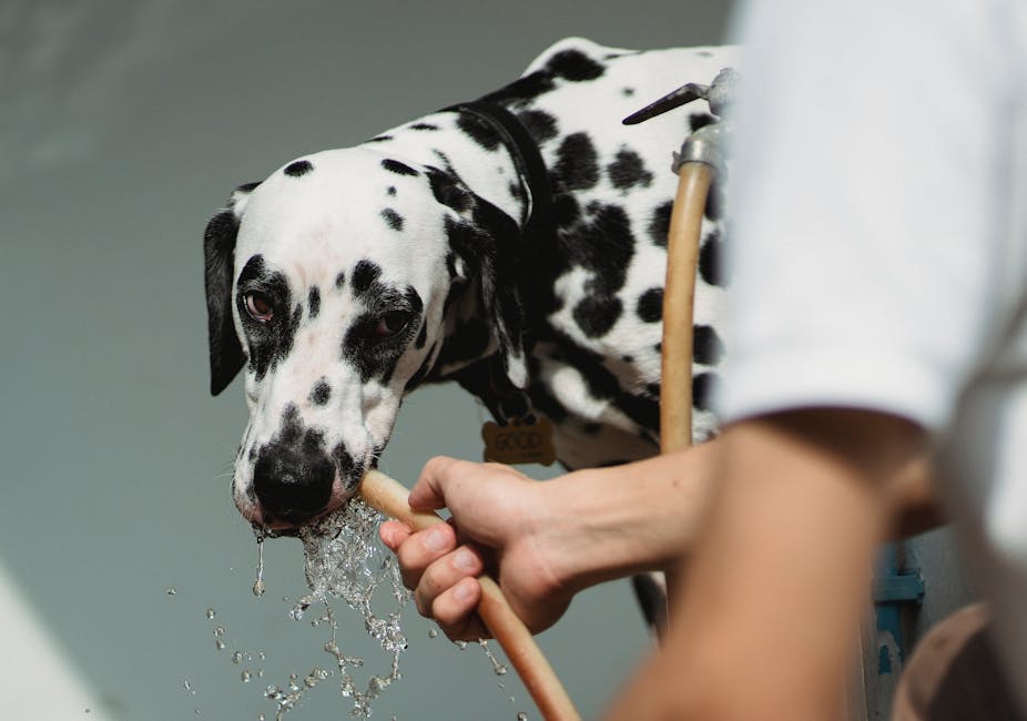 A Dalmatian enjoys drinking water from a hose on a sunny day outdoors.